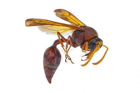 白色背腹骨上隔离的棕色黄蜂公制生物动物黑色昆虫马蹄宏观图片