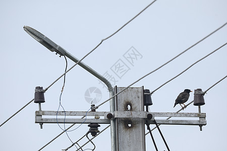 飞鸟在电极上翅膀羽毛野生动物电缆乌鸦日光白色金属麻雀鸽子图片