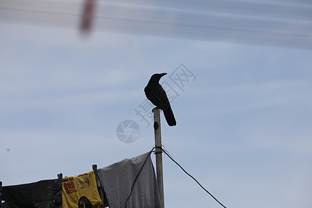 电线上的鸟荒野自由阳光翅膀乌鸦日光鸽子白色电缆金属图片