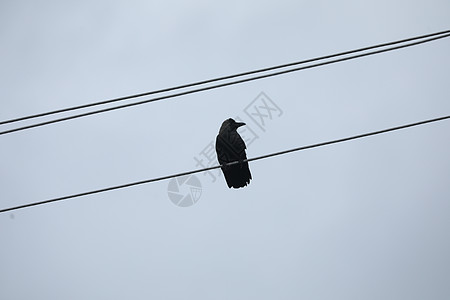 电线上的鸟日光力量电线杆乌鸦金属荒野白色野生动物翅膀电缆图片