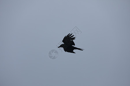 鸟在空中飞翔海鸥阳光传播飞行捕食者蓝天乌鸦鸽子翅膀旅行图片