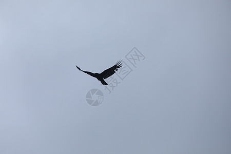 鸟在空中飞翔自由鸭子海鸥荒野捕食者斗争失败飞行传播蓝天图片