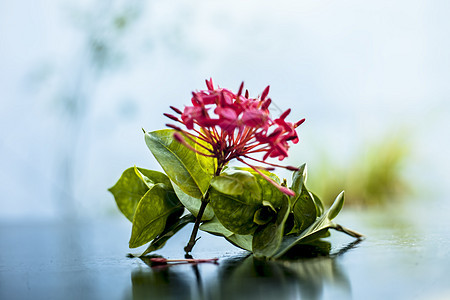 红色五花花 埃及星花或木质表面的茉莉 贴近红色五花热带灌木星团植物学植物群仙丹花园涂鸦星星披针形图片