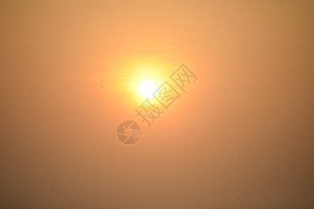 美丽的夏天日落晴天活力季节阳光树叶电线杆黄色波浪天空夕阳图片