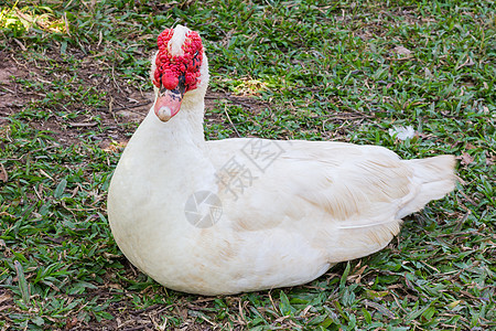 Muscovy 鸭子账单谷仓水禽红花环境居住动物湿地公园脊椎动物图片