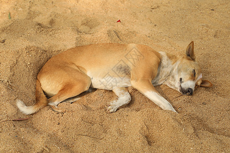 农村街头狗睡眠流浪狗猎犬皮肤尾巴耳朵宠物棕色小狗安全图片