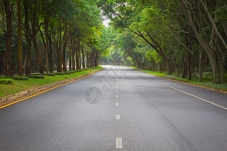 清晨绿调旋森林清洁道路(泰国)图片