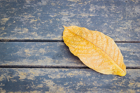 木制背景上的黄色干秋叶与 copyspac图片