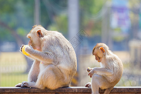 在生锈的栅栏上吃新鲜玉米的幼猴子图片