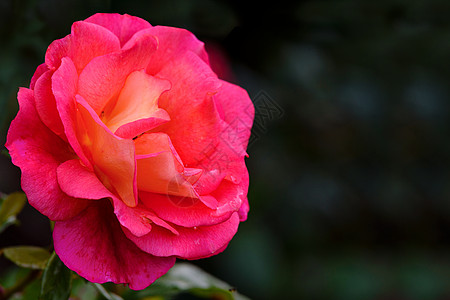 粉花玫瑰花婚礼花朵植物问候语美丽浪漫卡片花园母亲公园背景图片
