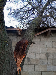 一棵破碎的杏仁树倒在棚子上 打破了屋顶天气承包商跌倒住宅飓风鸡舍损害石板风暴公园图片