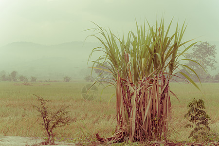 在农村背景的甘蔗种植场 并配有副本活力纤维素果汁生物环境植物土地树叶叶子乙醇图片