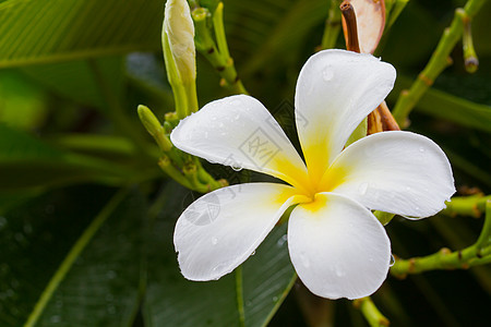 雨后树上的白梅花植物淋浴装饰香味芳香环境风格热带园艺鸡蛋花图片