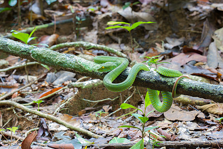 美丽明亮的绿色白滑动的毒蛇蛇包装图片