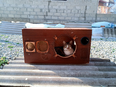 这只猫爬上扬声器房 在修复过程中的音响古董系统 Amphiton 35ac018 磨牙和油漆播送技术玩家单板无线电维修宠物力量砖图片