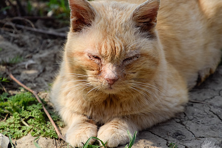 红猫趴在地上 一只脸又小又脏的猫图片