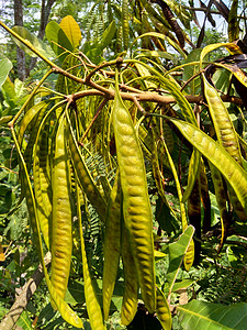 jumbay 河罗望子 subabul 或也可称为中国臭豆 和 lamtoro植物蔬菜花园食物生长反射植物群树叶热带叶子图片