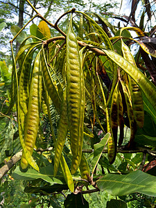 jumbay 河罗望子 subabul 或也可称为中国臭豆 和 lamtoro反射花园植物白脑叶子水果生长热带树叶植物群图片