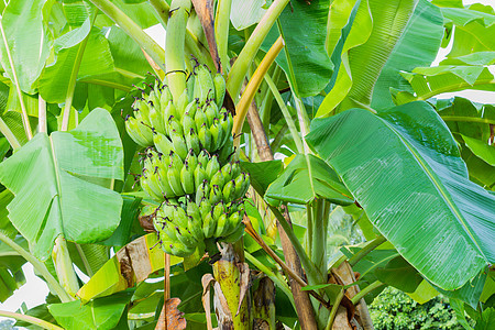香蕉树上的绿香蕉 横向照片图片