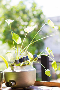 装饰厂 在用铜制的木本面季节花园橙子叶子花束花瓣院子植物植物学园艺图片