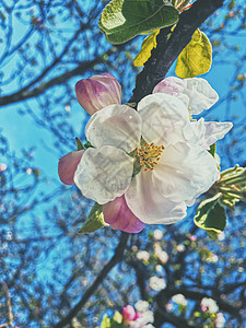 春春花的苹果树鲜花盛开 作为花卉背景木头宏观横幅美丽花朵公园植物群树木阳光季节图片