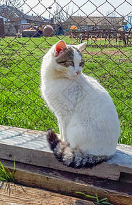 有条纹尾巴的白猫 家猫睡眠说谎跑步虎斑眼睛宠物毛皮动物草地猫科动物图片