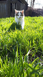 猫沿着草地跑 跟猫走在草坪上图片