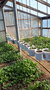 温室 温室和家居 种植育苗的西红柿和黄瓜生长小屋食物凉亭农业建筑生活幼苗女士园艺图片
