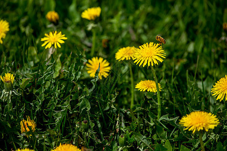 青绿草地的黄花蜜蜂图片