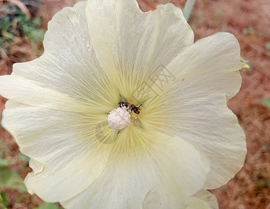 野生蜜蜂在一朵流放的花朵里收集花粉图片