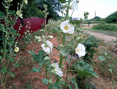 鲜花 麦花花期栗色季节花朵园艺植物学野花草本植物植物群叶子图片