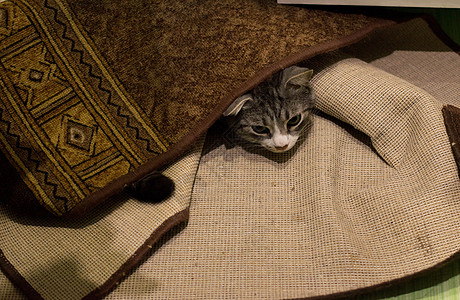猫藏在地毯下猫科动物胡须失败娱乐隐藏沙发眼睛说谎宠物撒娇图片