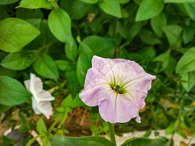 有绿叶背景的白花近身拍攝叶子绿色设计卡片写作花瓣宏观植物笔记纸紫色图片