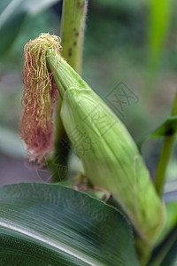 植物上的小玉米果实 花园里幼玉米毛的特写 农村种植园中成熟的玉米植物 田间绿叶甜玉米生长棒子收成叶子荒野栽培种子植物群场地食物图片