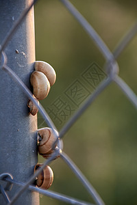 金属栅栏上的一套蜗牛土地厌恶螺旋害虫传感器鼻涕虫植物动物粘液宏观图片
