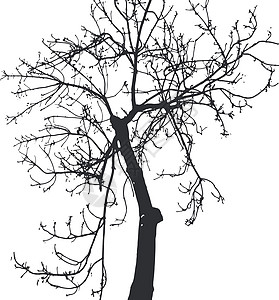 孤立在惠特上的树剪影橡木季节叶子植物学生长收藏木头环境黑色树干图片