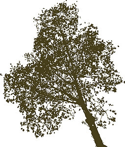 孤立在惠特上的树剪影环境季节树干黑色艺术叶子植物季节性白色木头图片