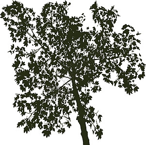 孤立在惠特上的树剪影绘画黑色白色植物学艺术收藏叶子绿色季节插图图片