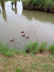 母鸭在池塘里游泳 有鸭子的池塘图片