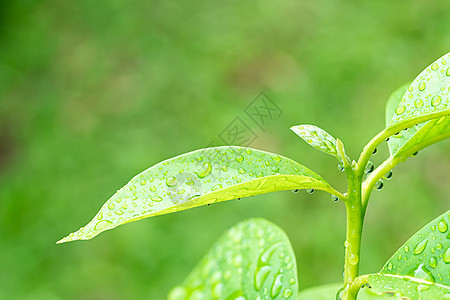 绿叶 加上水滴液体公园热带花园叶子植物群植物宏观季节绿色图片