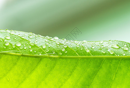 绿叶 加上水滴宏观雨滴生长植物季节叶子绿色液体花园公园图片