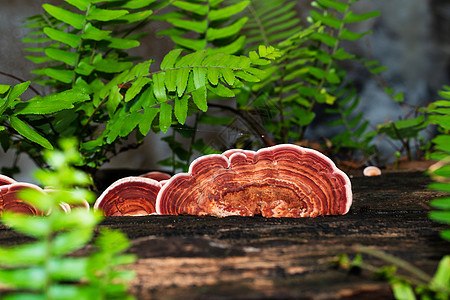 Ling Zhi 木木木上的蘑菇房森林木材草本草本植物木头团体菌类灵芝雨林图片