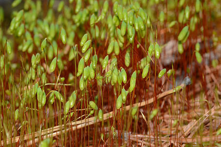 青春的苔绿色植物花瓣植物学森林孢子图片