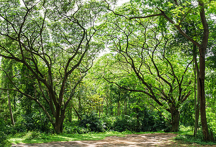 泰国全景热带雨林丛林公园异国冒险叶子植物群风景热带森林生长树干图片