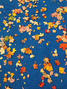 五颜六色的枫叶在蓝色运动背景上 金秋时节 秋天落叶落在经典的蓝色地面上季节红色橙子运动场活力叶子黄色图片
