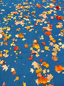五颜六色的枫叶在蓝色运动背景上 金秋时节 秋天落叶落在经典的蓝色地面上黄色叶子季节运动场活力橙子红色背景图片