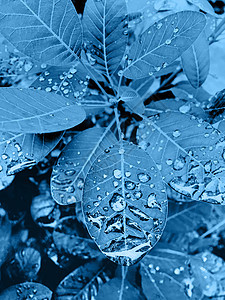 树叶上有雨滴 大雨后有水滴 古典蓝调图片