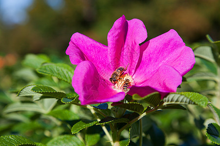 蜜蜂在野生玫瑰花朵中收集花粉 自然的夏季背景与昆虫在一起玫瑰紫色花瓣花园衬套植物宏观图片