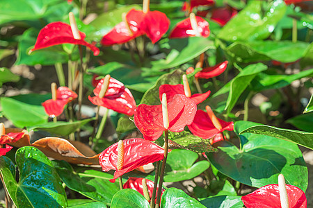 红或flamamingo花花图片