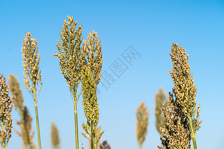 高梁或米粉剂蓝色天空高粱面粉生长小麦食物蓝天谷物植物粮食珍珠图片